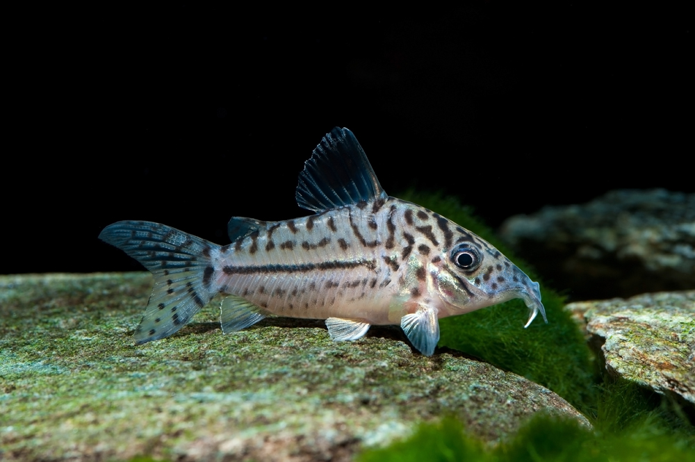 Corydora Leopardus