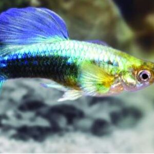 Guppy Macho Neon Multicolor Lyra