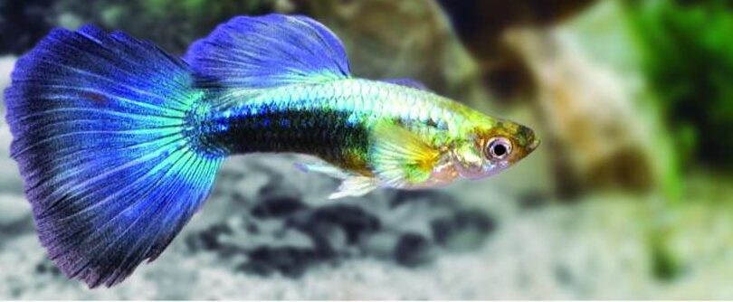 Guppy Macho Neon Multicolor Lyra