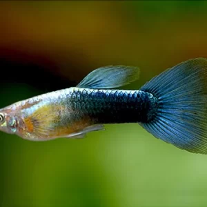 Guppy Neon Blue CASAL