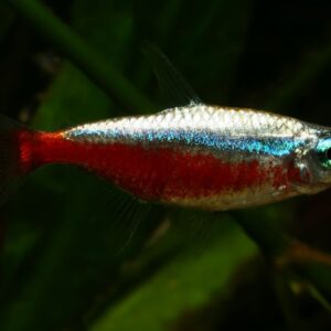 Tetra Neon Cardenal Platinum