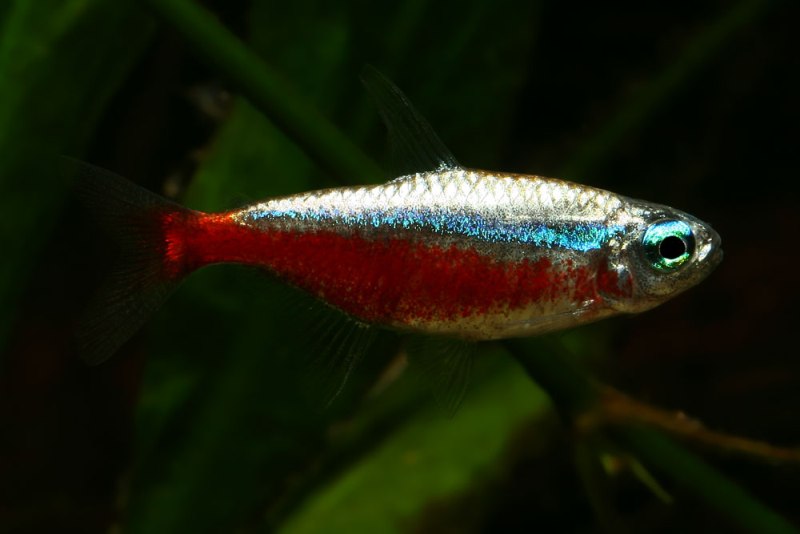 Tetra Neon Cardenal Platinum