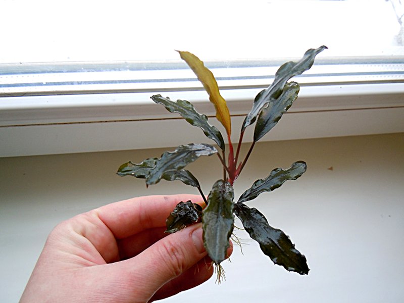 Bucephalandra Palm Tree