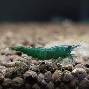 Neocaridina Green Jade