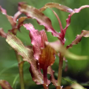 Murdannia Sp. Red