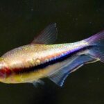 Tetra Emperador Arcoiris