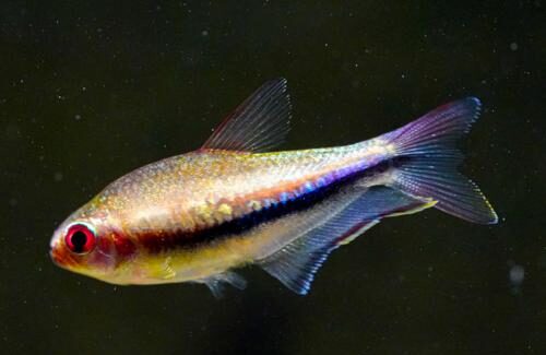 Tetra Emperador Arcoiris