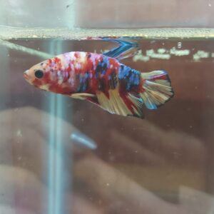 Betta Koi Galaxy macho