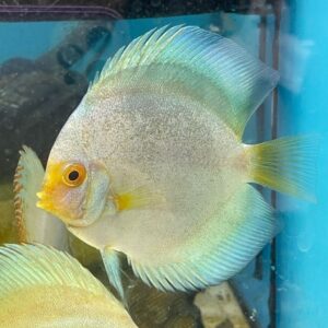 Discus Mercury