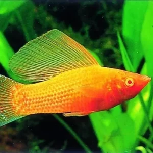 Molly Blood Red Albino