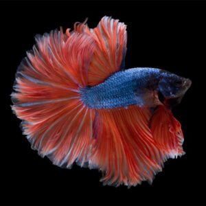 Betta Halfmoon