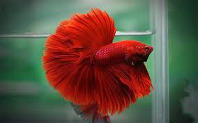 Betta Halfmoon Super Red macho