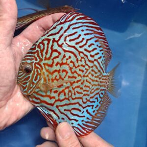 Discus Mosaiq turquesa