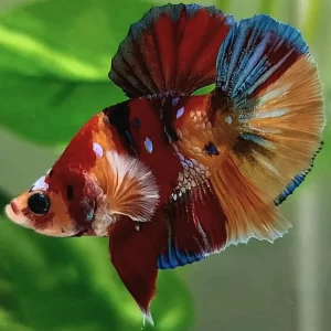 BettaBarongsai Multicolor Macho