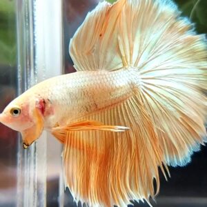 Betta Rosetail