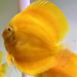 Discus Super Golden Yellow