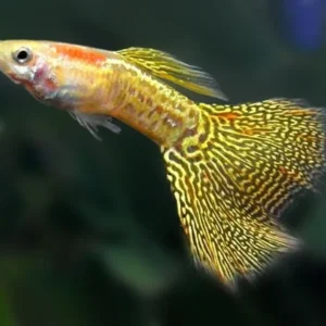 Guppy Yellow Brillant Snakeskin