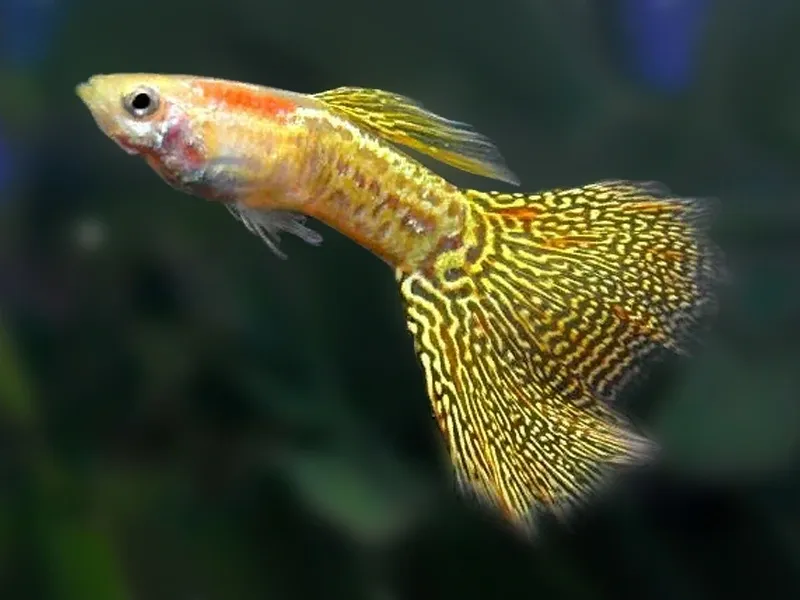 golden cobra guppy