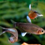 Hyphessobrycon negodagua