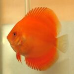 Marlboro Discus