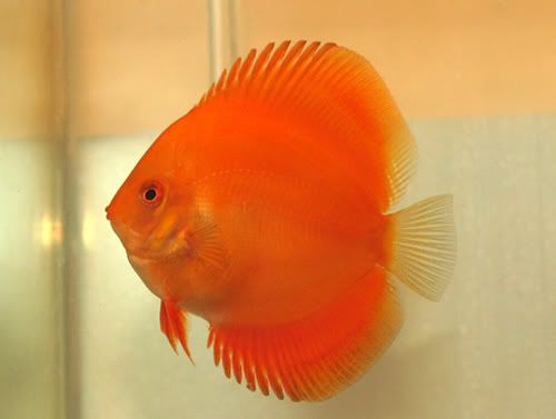 Marlboro Discus