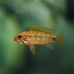Apistogramma Combrae