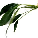 Anubia Congoensis