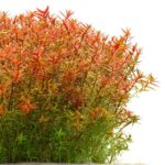 Rotala Orange Juice