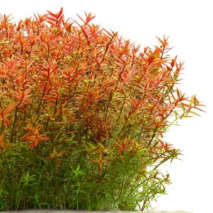 Rotala Orange Juice