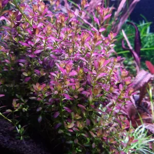 Rotala Florida