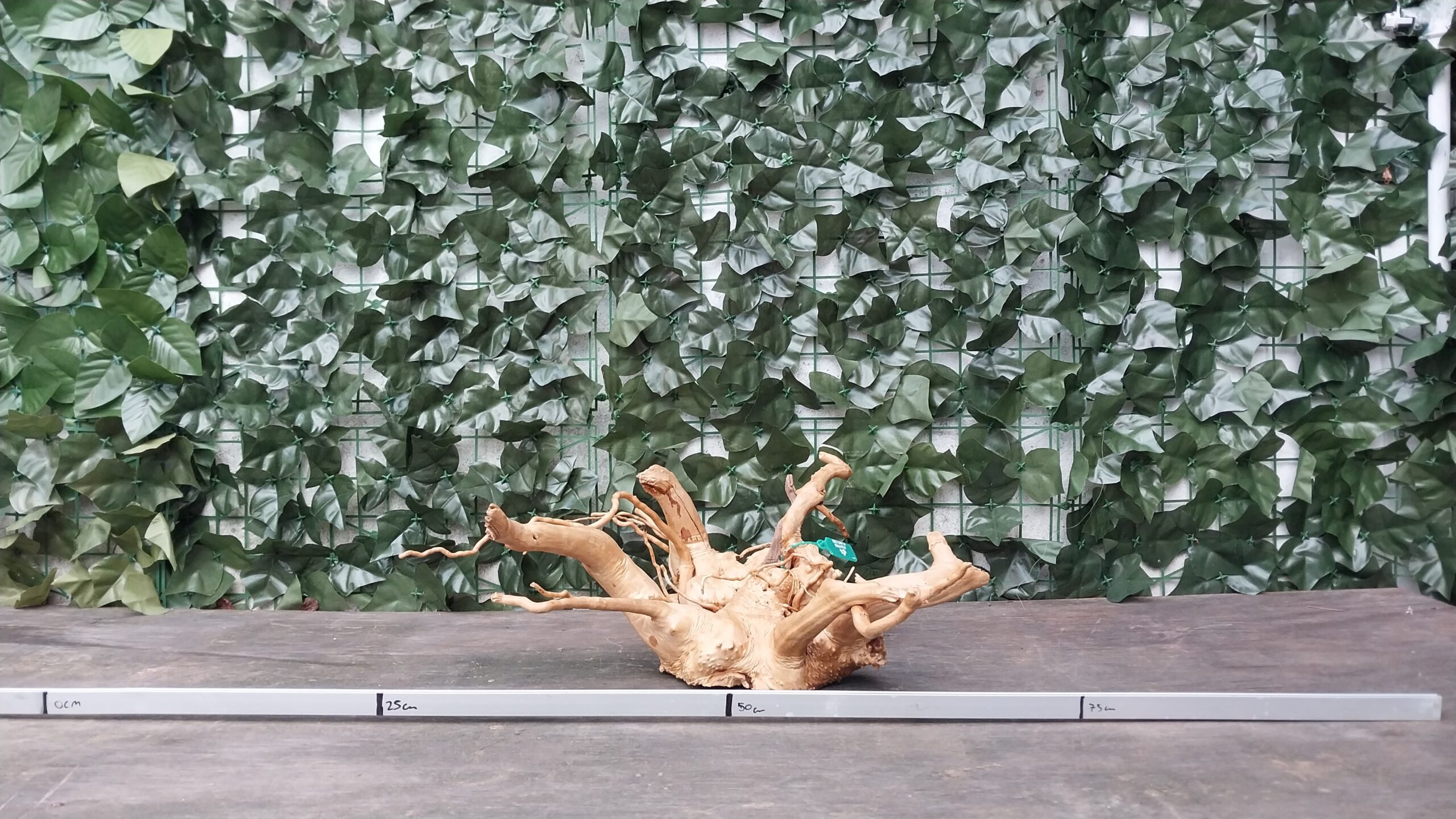 Raiz azalea x 1,100gr