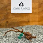 Raiz azalea 1002 x 47gr