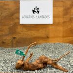 Raiz azalea 1004 x 95gr