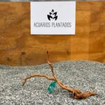 Raiz azalea 1006 x 46gr