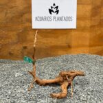 Raiz azalea 1007 x 126gr