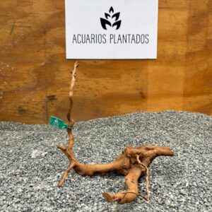 Raiz azalea 1007 x 126gr