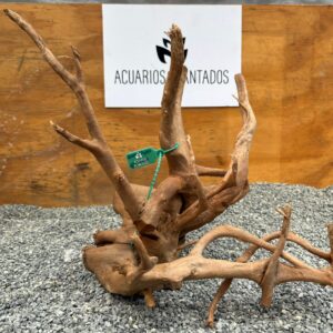 Raiz azalea 1008 x 860gr