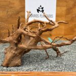 Raiz azalea 1009 x 1150gr