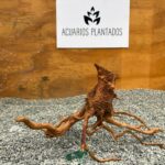 Raiz azalea 1017 x 202 gr