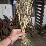 Mini arboles para plantados en madera natural