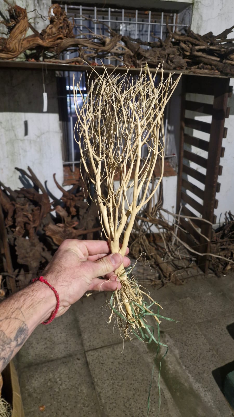 Mini arboles para plantados en madera natural