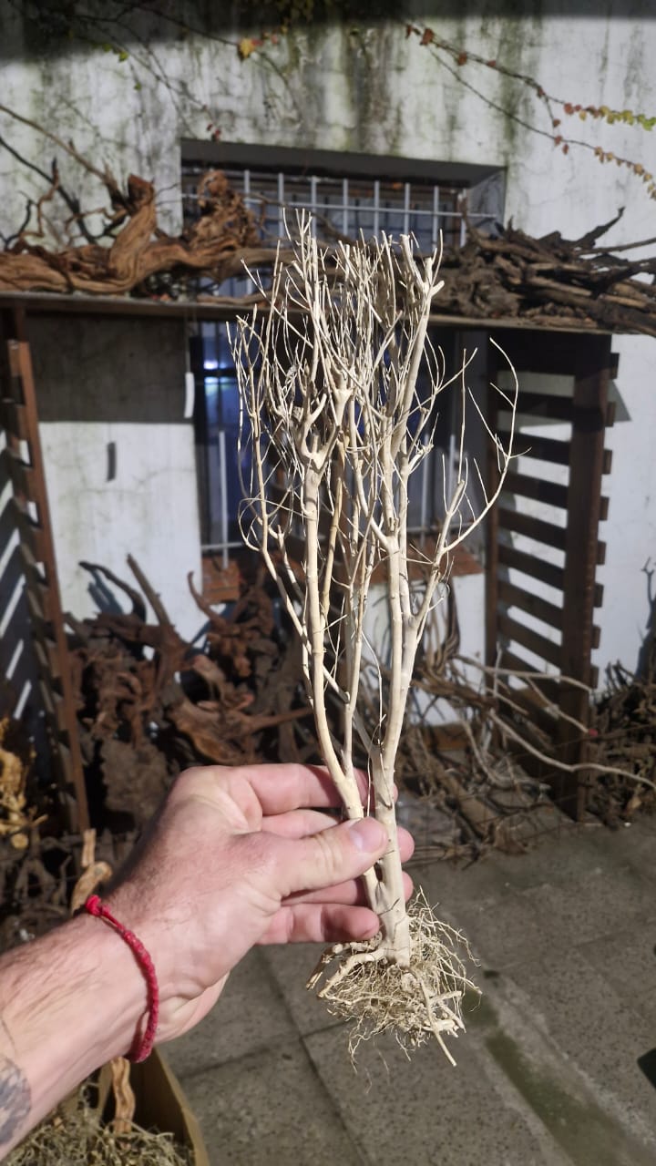 Imagen de WhatsApp 2025-06-12 a las 13.34.50_9eb124c1