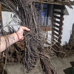 Lianas para Amazonicas / paludarios