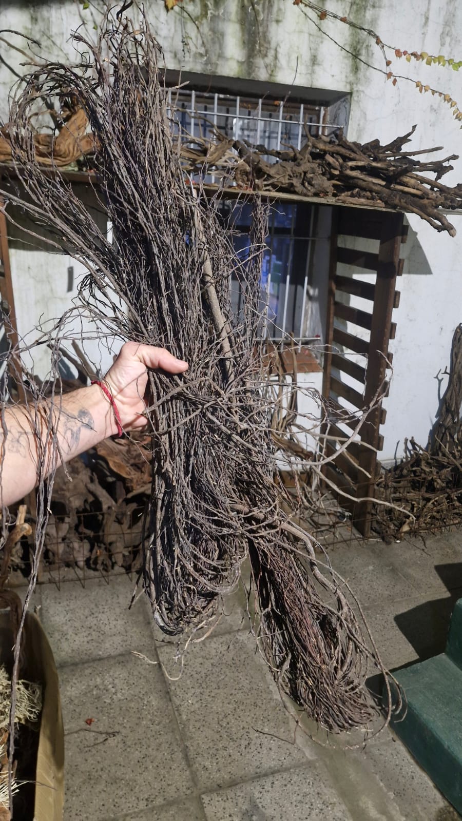 Lianas para Amazonicas / paludarios