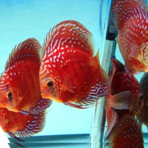 Alenquer Discus