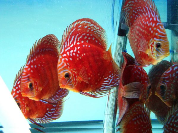 Alenquer Discus