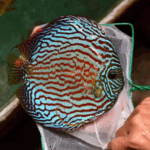 Altum Flora Discus