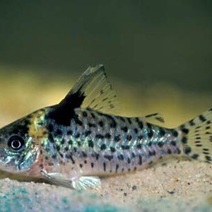 Corydoras Ambiacus Corydoras Ambiacus