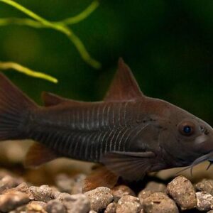 Corydora Aeneus Black Venezuela