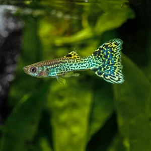 Guppy Green Cobra
